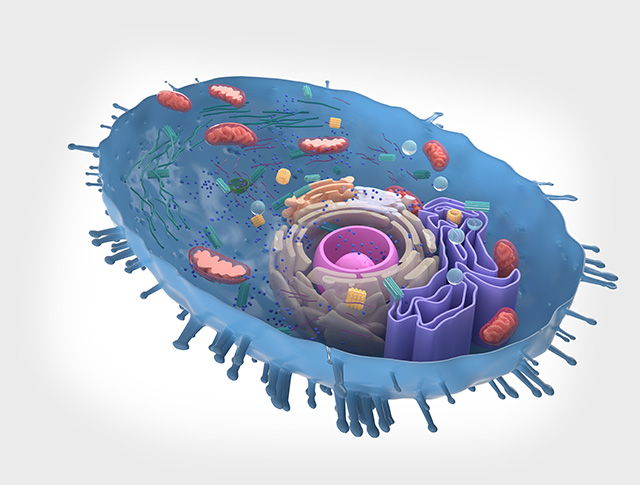 ribosome cell